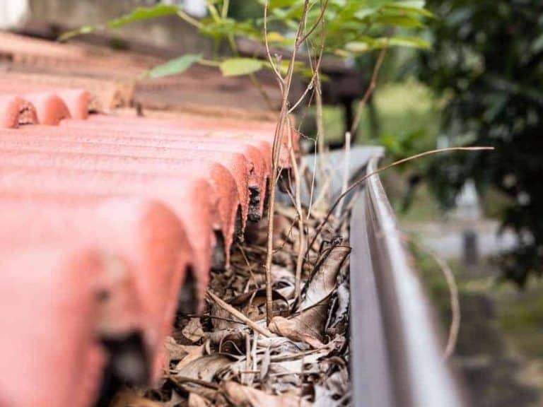 gutter cleaning and maintenance tips